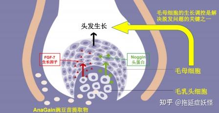 苗的特性,实验表明豌豆苗提取物可以直接作用于毛囊深处的毛乳头细胞
