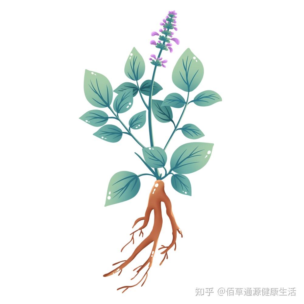 药食同源|《神农本草经》“上品”系列— 丹参 - 知乎