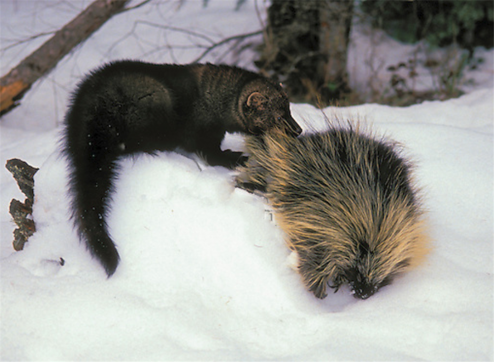 凶猛渔貂现身黄石公园,捕捉猞猁与豪猪当食物,却敌不过短尾猫