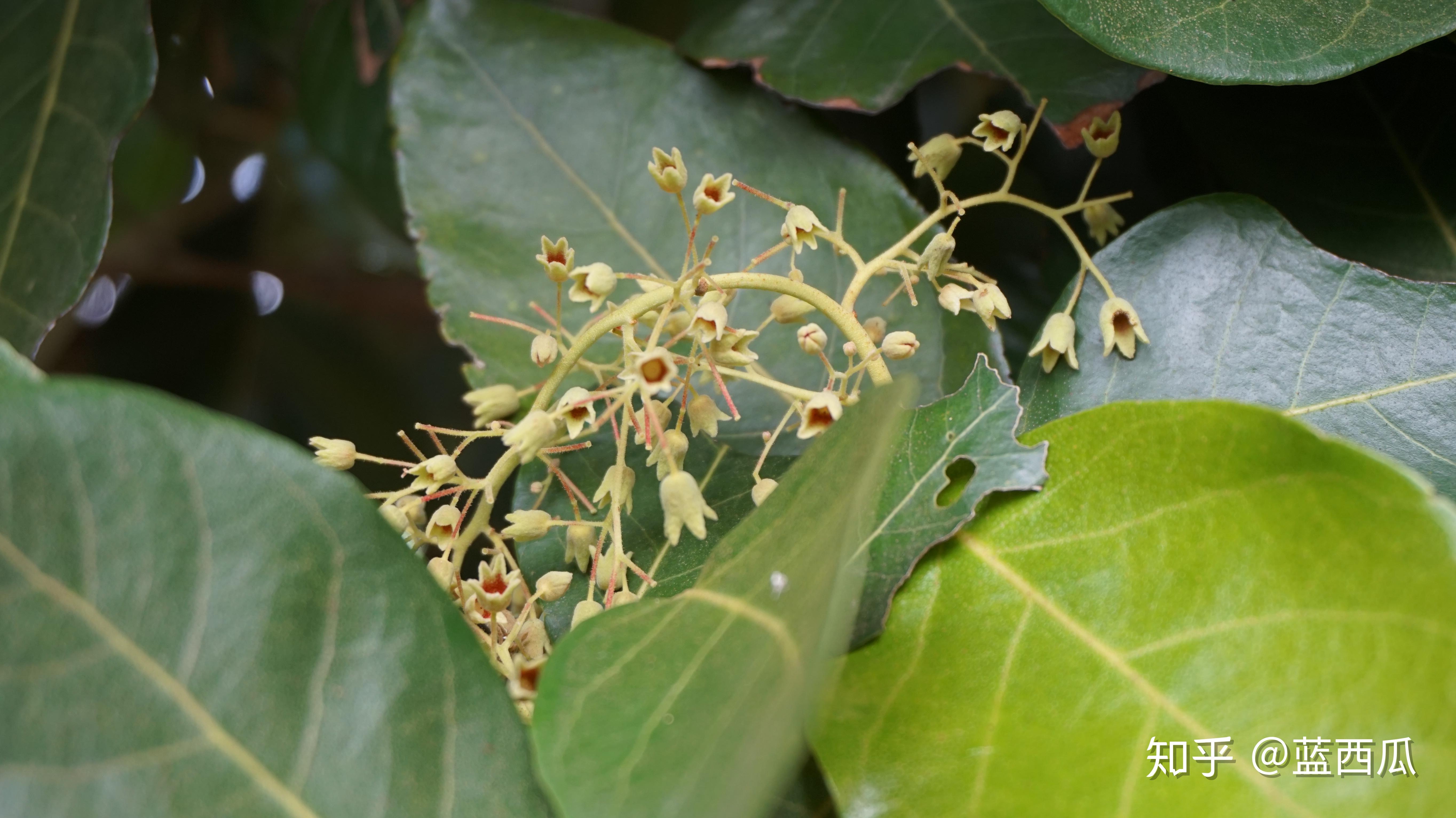 半红树植物(梧桐科) - 知乎
