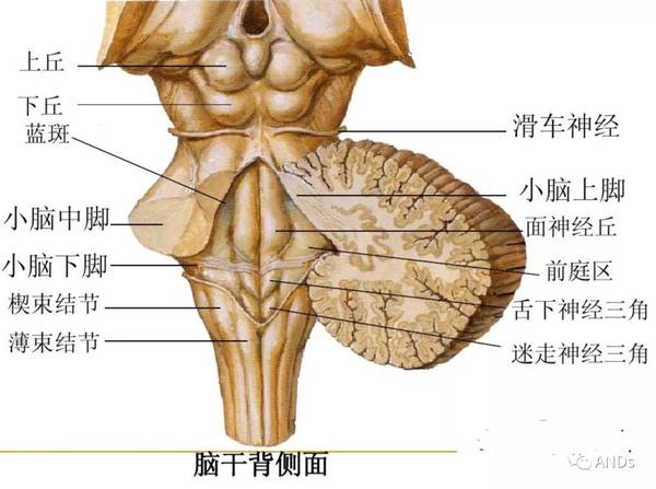【图文详解】脑干解剖和结构 - 知乎