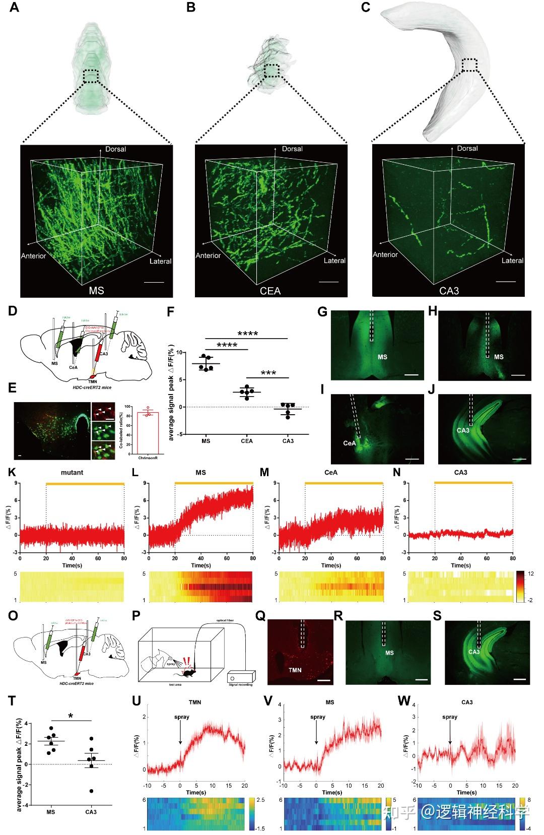 PNAS︱首次!浙江大学/浙江中医药大学陈忠团队建立全脑3D组胺能神经投射图谱 - 知乎