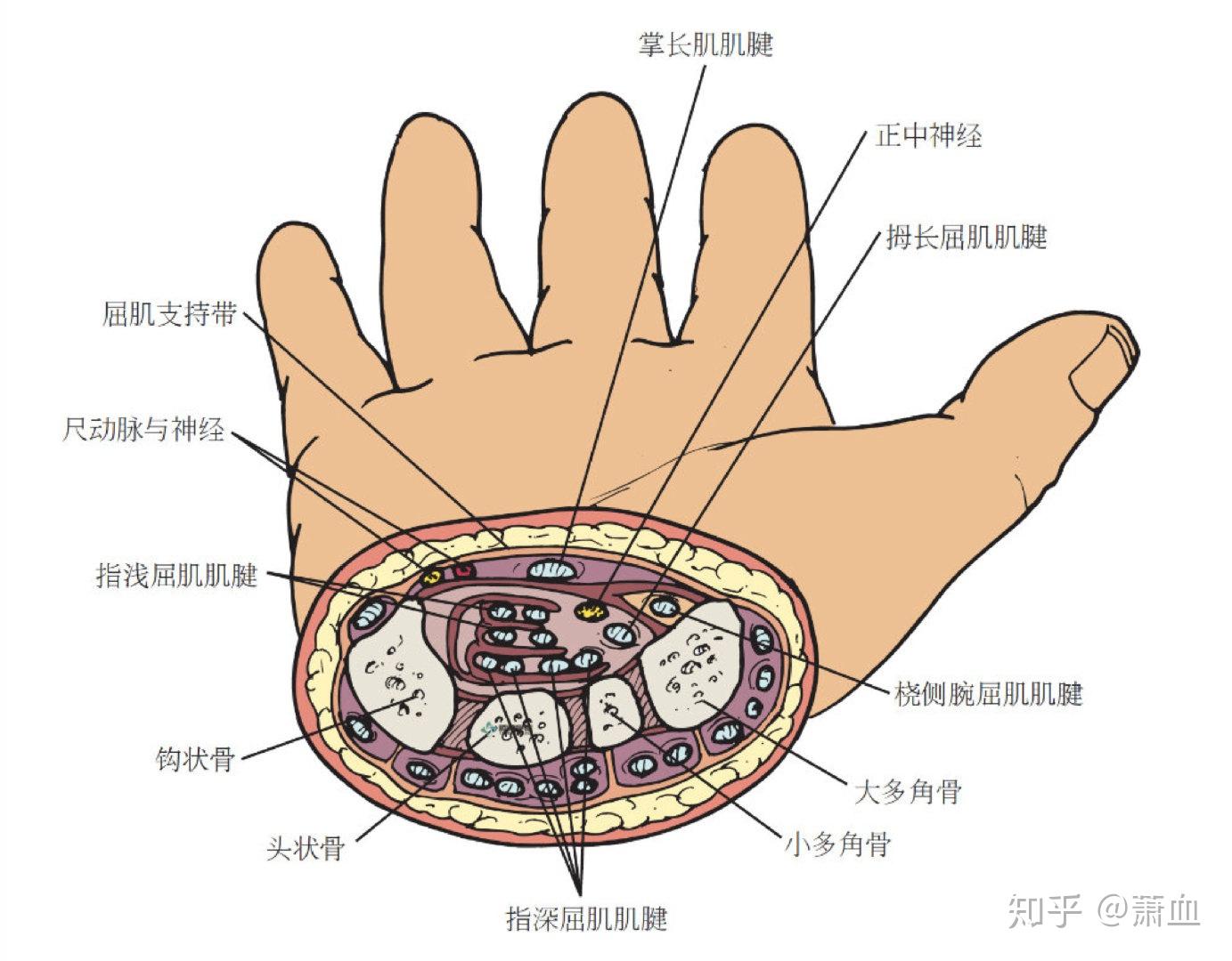 图2-3 腕部标志-外科学-医学