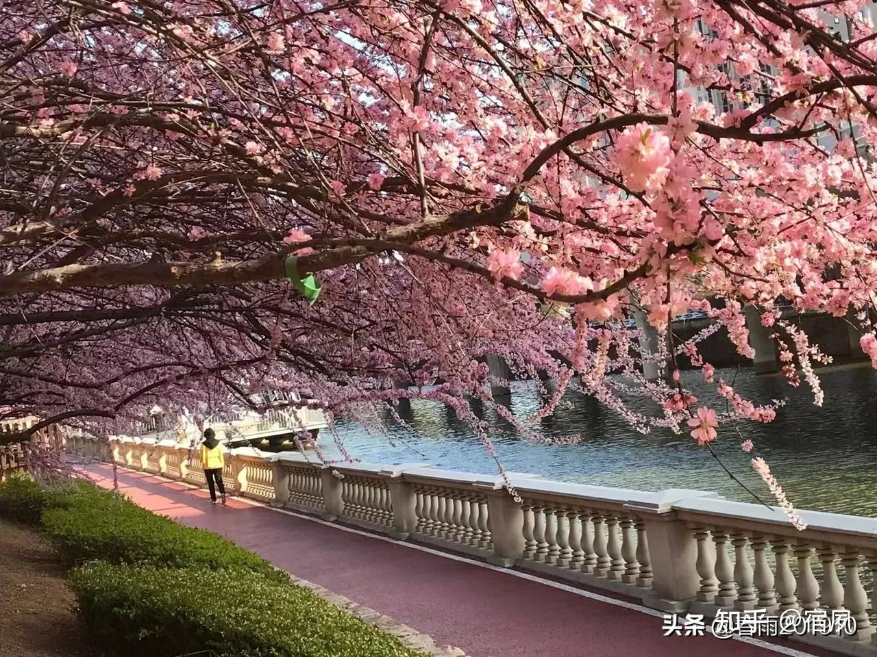 一潭池水映花红,流水源自青山来,最益恋人画中行.