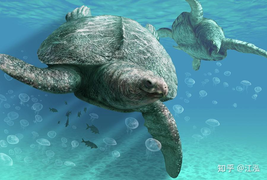 古海龟背壳能停小汽车的远古巨龟
