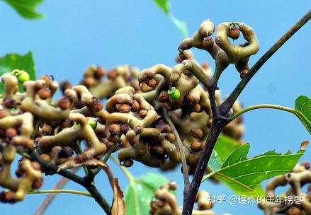 金樱子生长环境 金樱子生长在哪里 金樱子适合什么地方生长