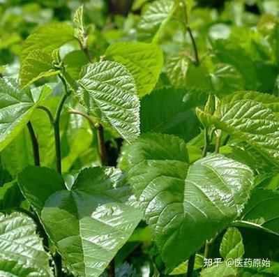 带你识别桑叶 - 知乎