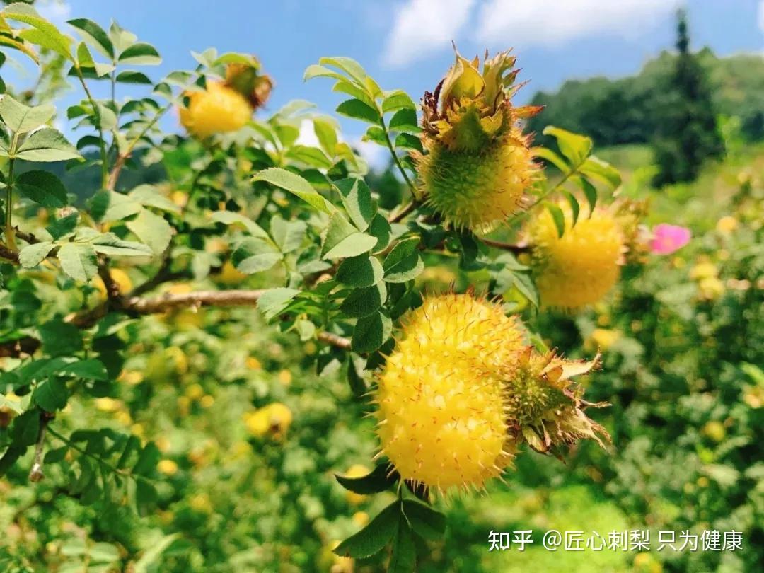 龙里“刺梨丰收节”,画出一幅秋收美景图! - 知乎
