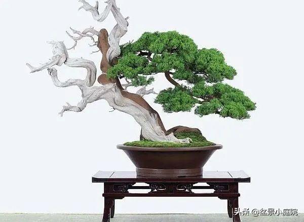 6种高端松树盆景,日本品种占一半,最后1个却是中国一级保护植物 - 知乎
