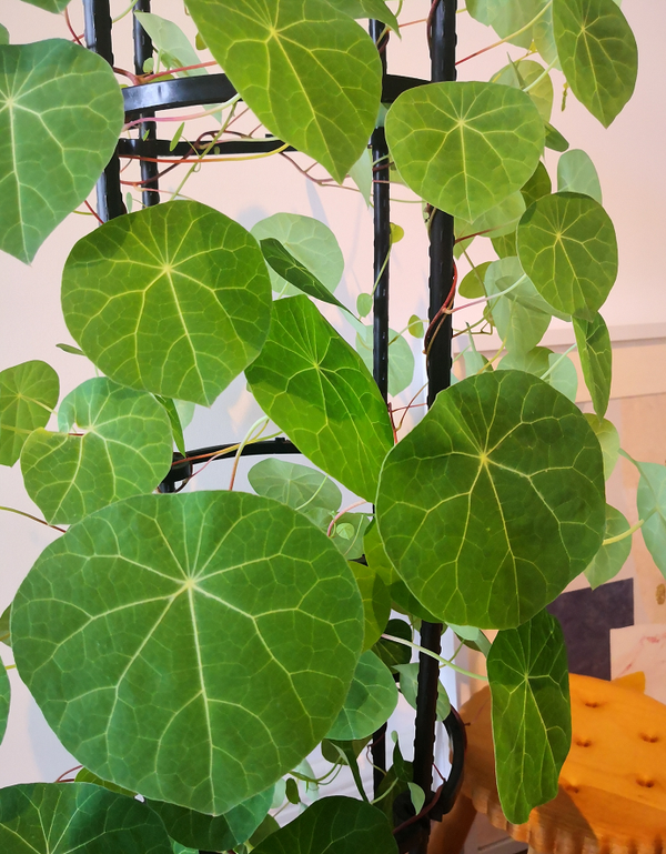 极其小众适合北欧风的植物 山乌龟 知乎