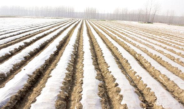 你知道吗这样铺地膜等于白铺