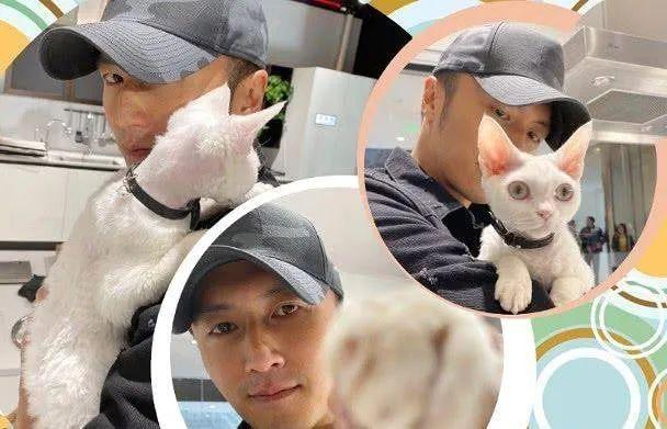 猫界"逆袭"大事件:征服谢霆锋,硬汉也变柔情种! - 知乎