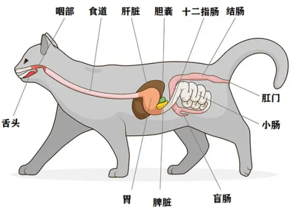 猫的生理器官图片