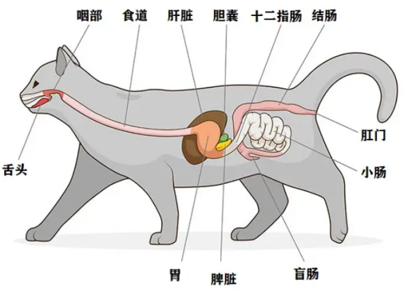 犬猫的消化系统主要由消化道和消化腺组成,消化道由口腔,咽,食道,胃