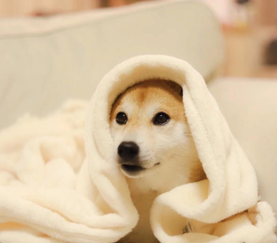 柴犬掉毛,学会以下几招轻松搞定