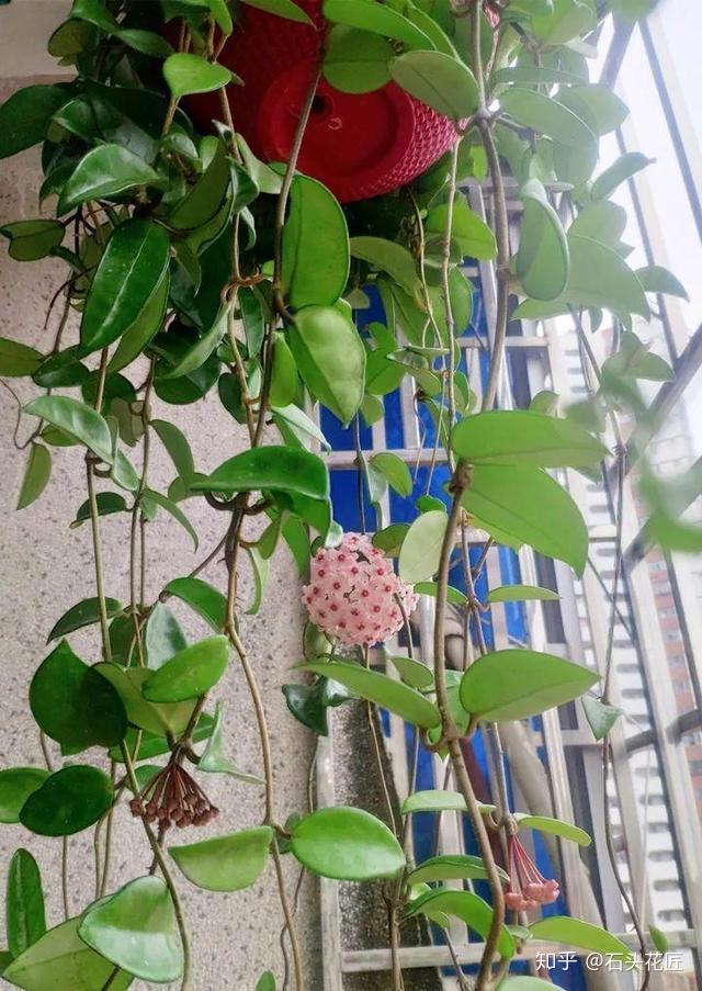 摆放盆栽比较占空间,可以给阳台养上一盆球兰,这种植物会不断的长出