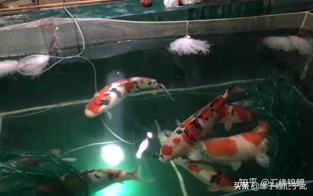 锦鲤繁殖及甄选的过程