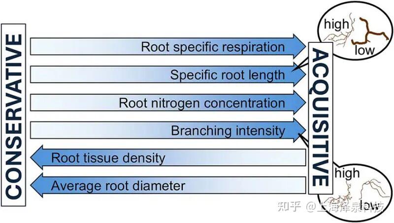 红槲栎细根呼吸可纳入根功能性状的二维经济空间 - 知乎