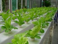 蔬菜育苗你还在用土吗工厂化育苗除了基质还可以用水