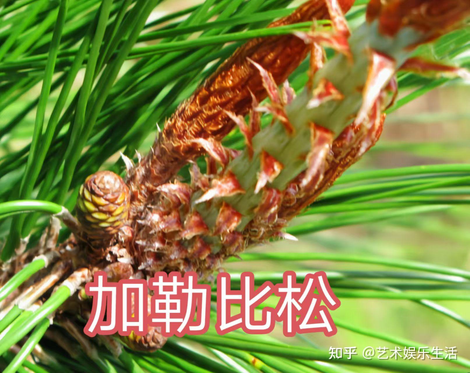 215种松科植物,最长寿的狐尾松已经活了4800岁 - 知乎