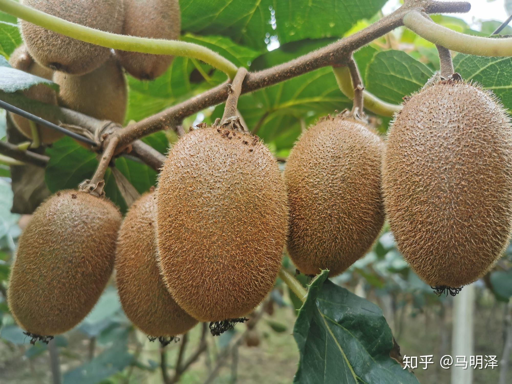 贵州丰收季·连“现”丰收丨六盘水：猕猴桃亩产4000多斤！这个家庭农场顶呱呱！