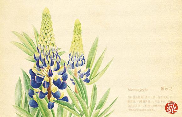 阳台推荐植物大盆栽