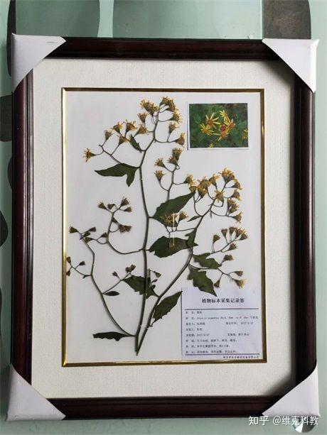 如何快速制作植物标本 - 知乎