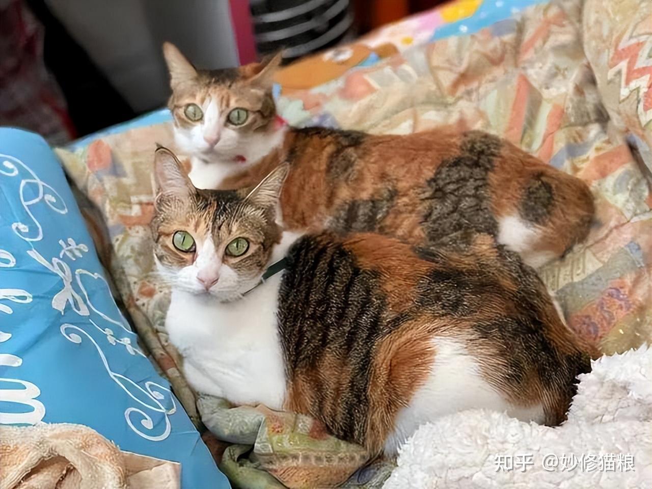 三花猫为什么“遭人嫌”?原因很现实,太扎心了! - 知乎