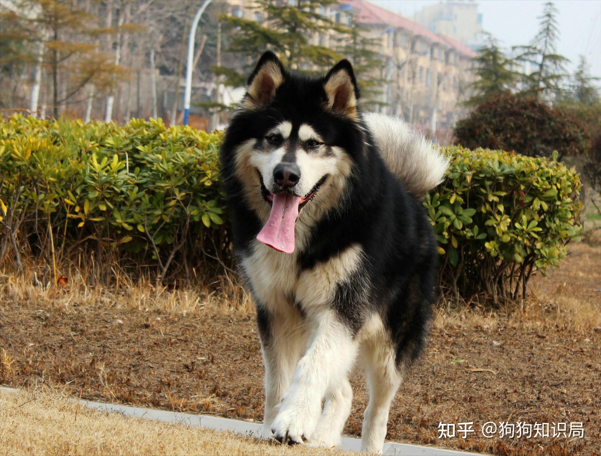 阿拉斯加犬嘔吐是什麼問題