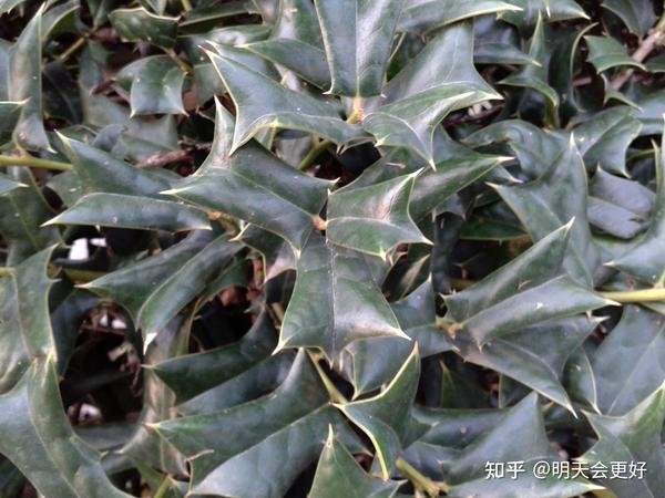 多功能植物——枸骨植物非试管高效快繁技术快速繁殖枸骨 - 知乎