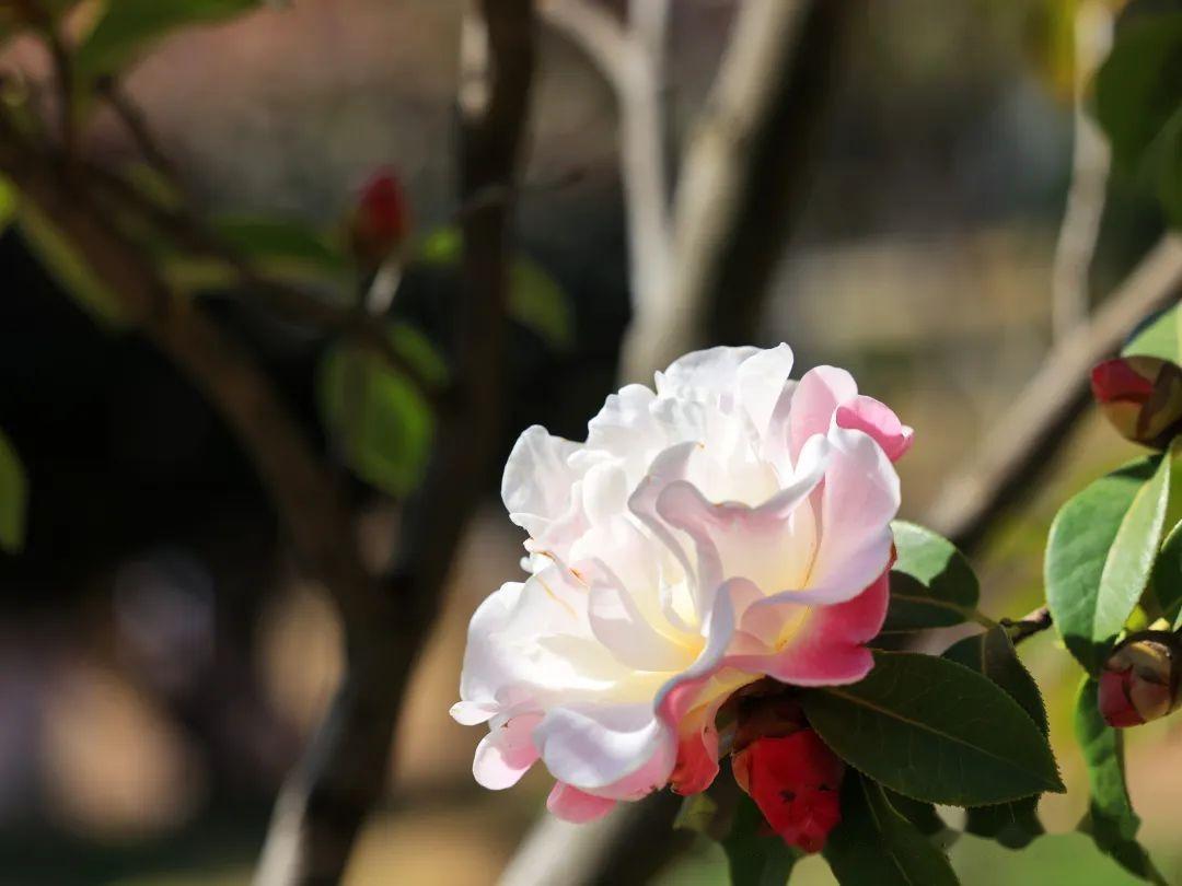 洱海公园茶花盛开风景无限好附美图