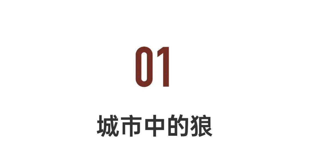 感动千万网友的故事再刷屏:她养大一匹狼,送它重返狼群_https://www.izongheng.net_快讯_第3张