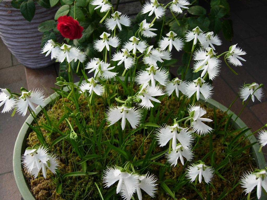 夢でもあなたを想う 鹭草 球根植物 知乎 夢でもあなたを想う 鹭草 球根植物 知乎