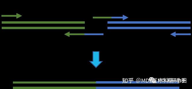 干货分享 | 常用PCR技术及原理 - 知乎