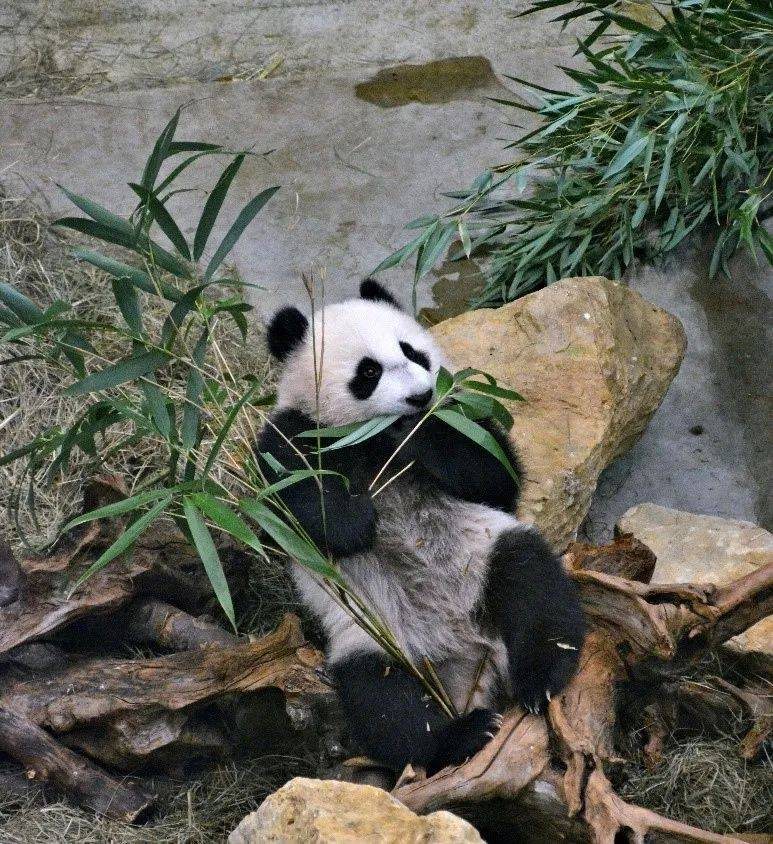 不吃竹子的熊猫