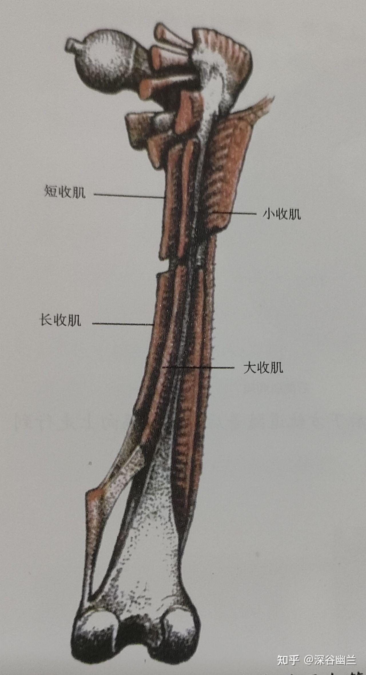 筋膜链前深线图片
