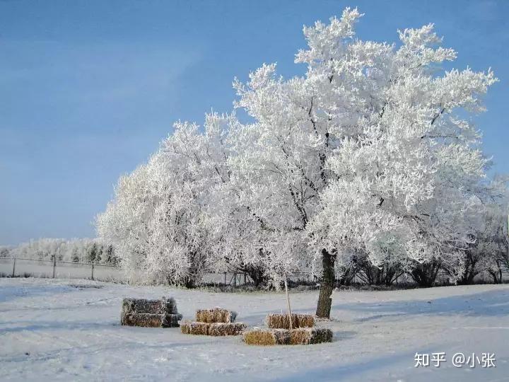 加拿大的冬天只有冷不存在的明明是一場最美的童話