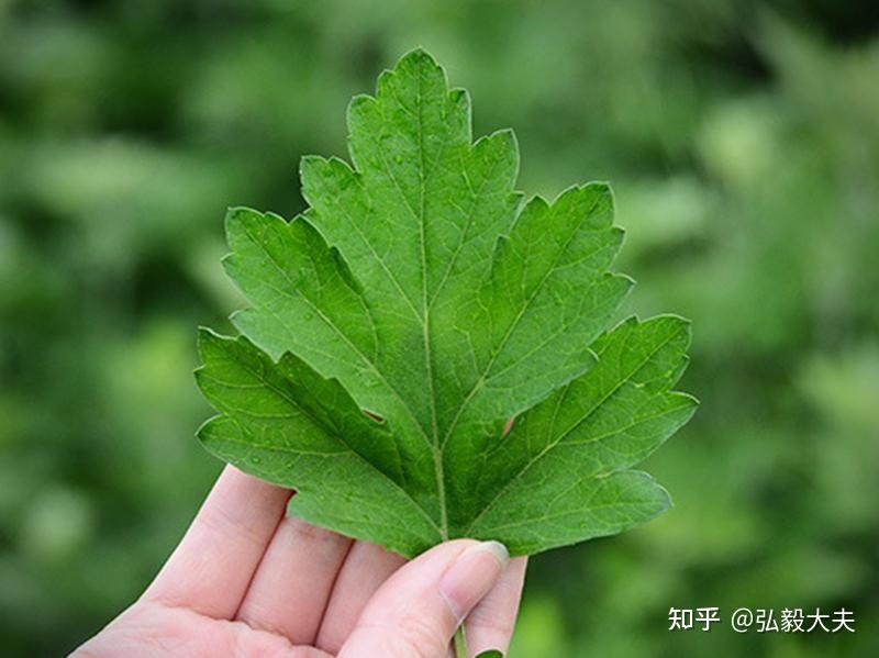 圆叶艾草是个什么品种