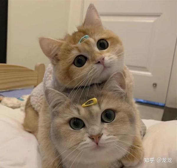 三观超正超干净的文案知乎(一些三观很正听了也特别舒服的文案)
