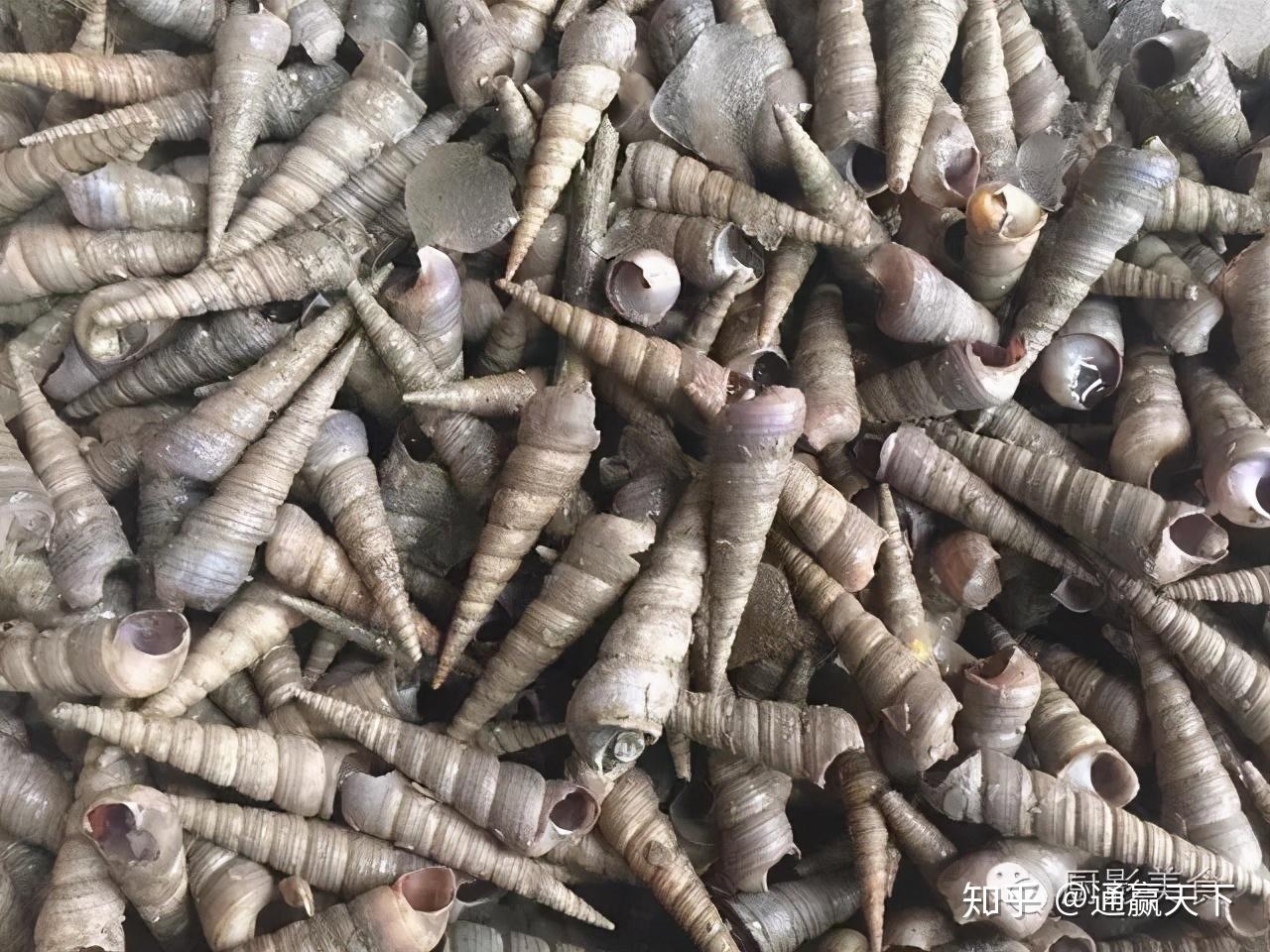 著名螺类食材大全，你吃过几种呢？ - 知乎
