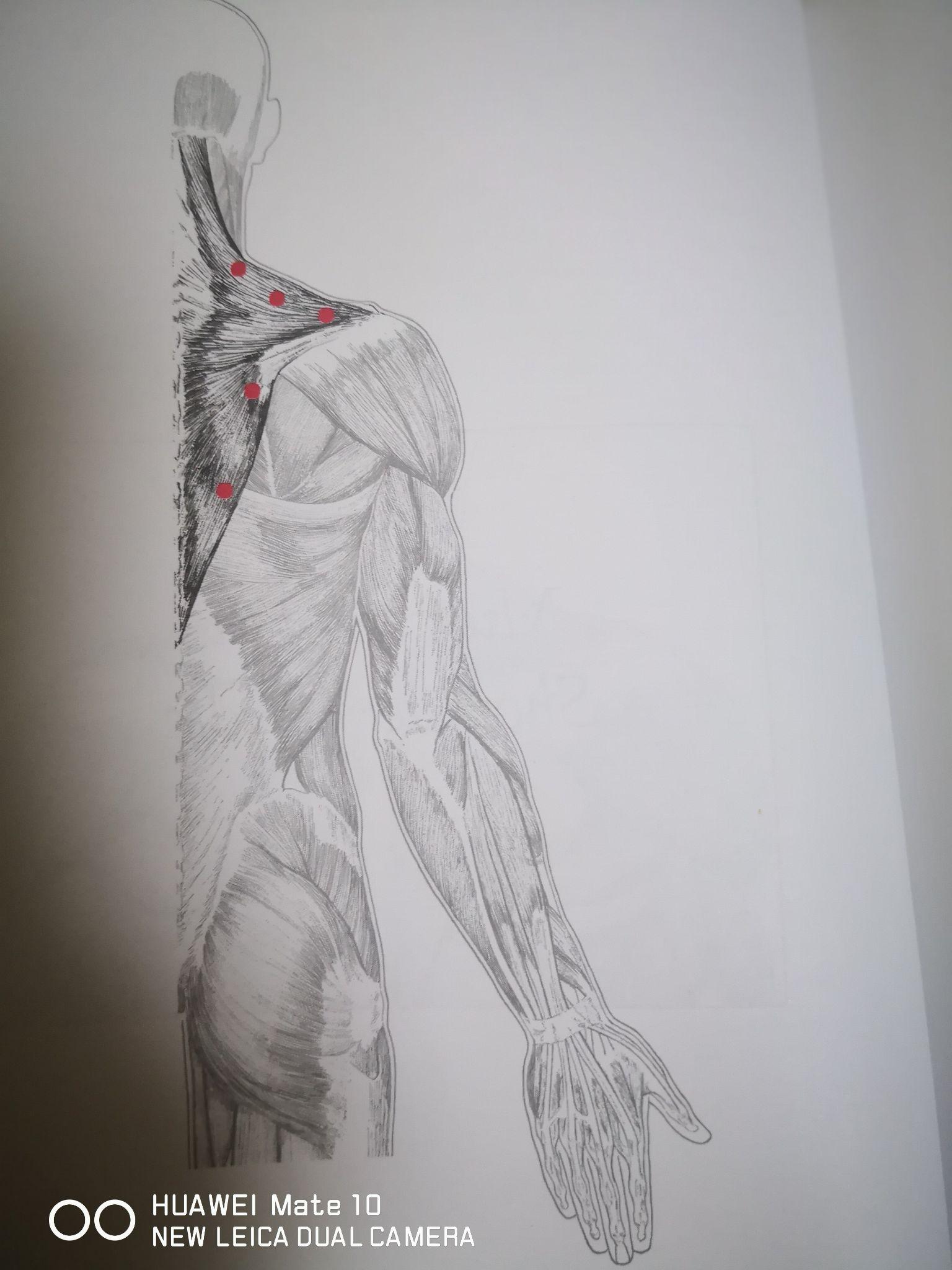 请问肩部肌肉紧张如何拉伸?