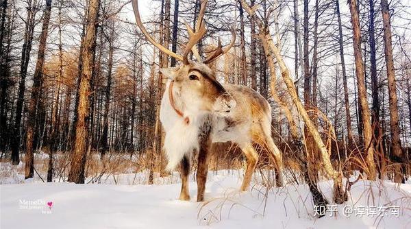 求推荐下八月去呼伦贝尔的旅游路线 五天左右