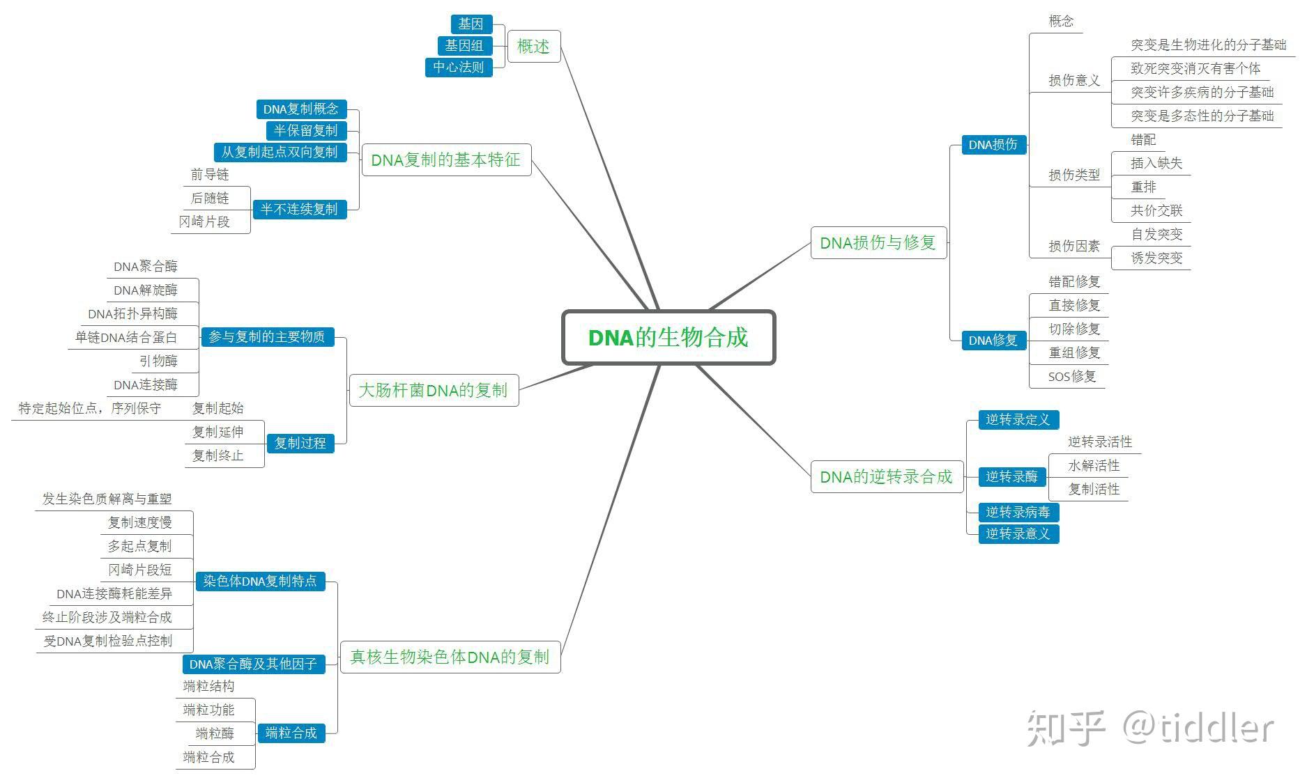 生物化学dna的生物合成思维导图系列十
