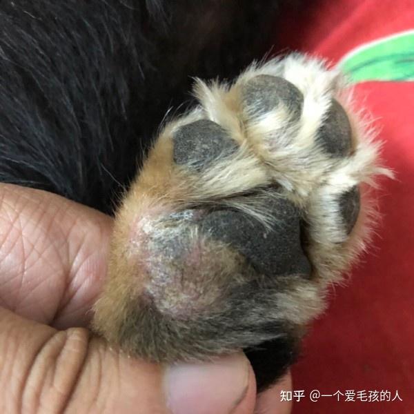 狗狗脚丫子红肿了怎么办 狗狗趾间炎的症状图片 狗狗爪子缝隙红肿溃烂