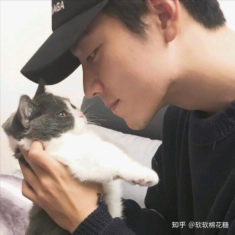 肖战同款"矮脚猫",原来有这么多优点,养了才知道香
