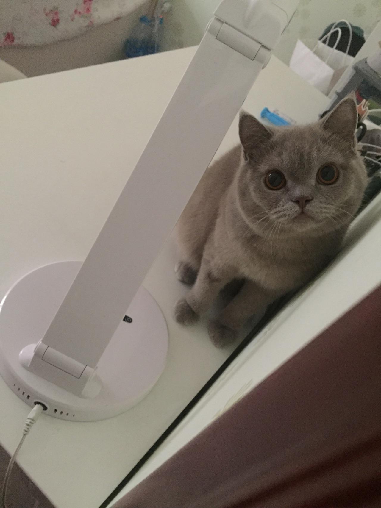 猫猫有哪些比较靠谱牌子的猫粮,日常营养品,护