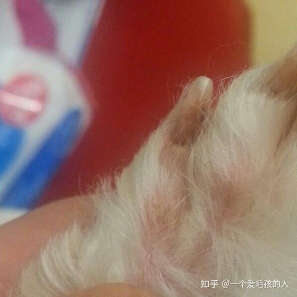 狗狗为什么会得趾间炎