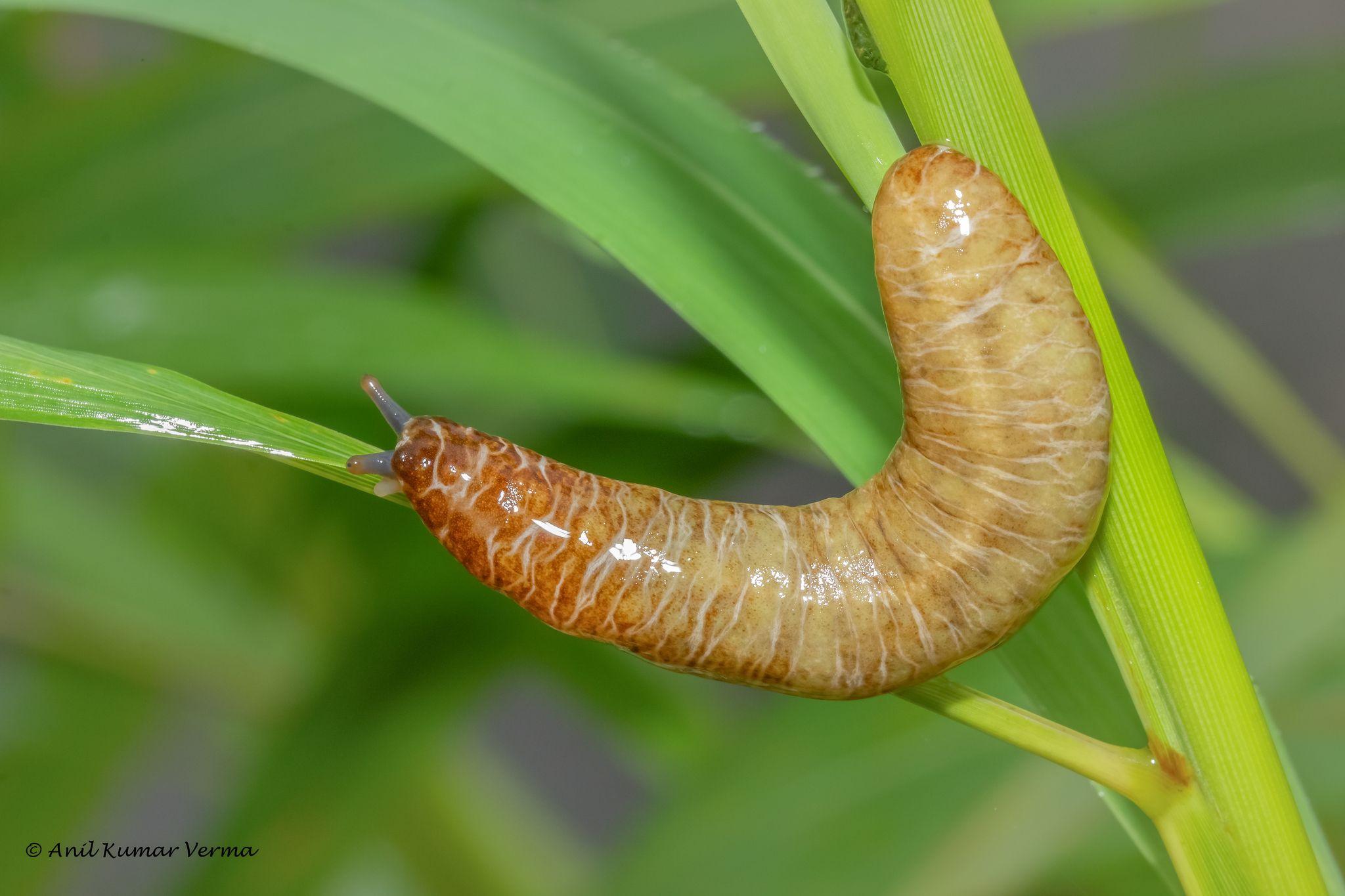原产地濒临灭绝的物种,到了印度竟成了农业害虫 哈氏滑阳蛞蝓【睡前