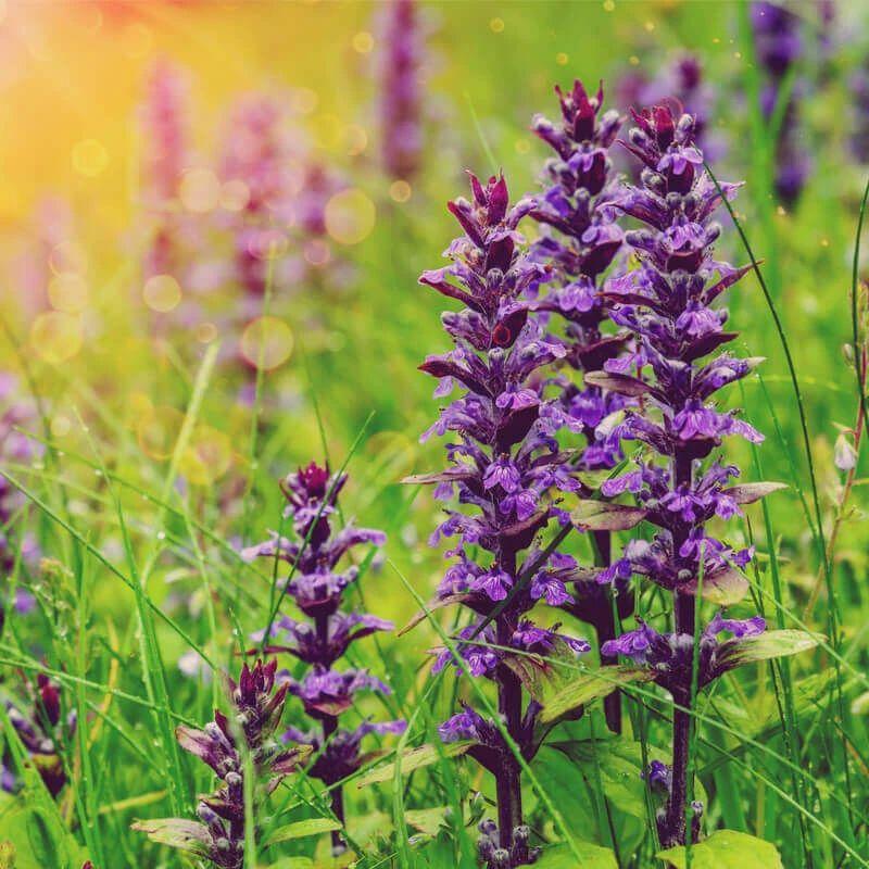 精油百科|快乐鼠尾草 - 知乎