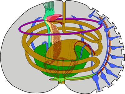 海胆头 结构图图片